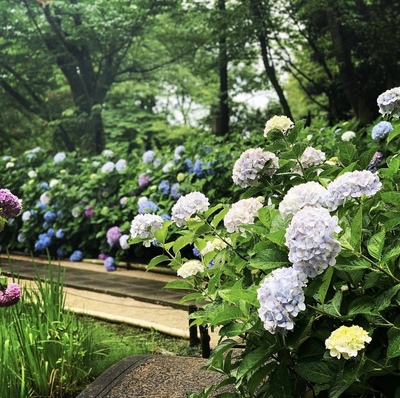 I2月照寺の紫陽花